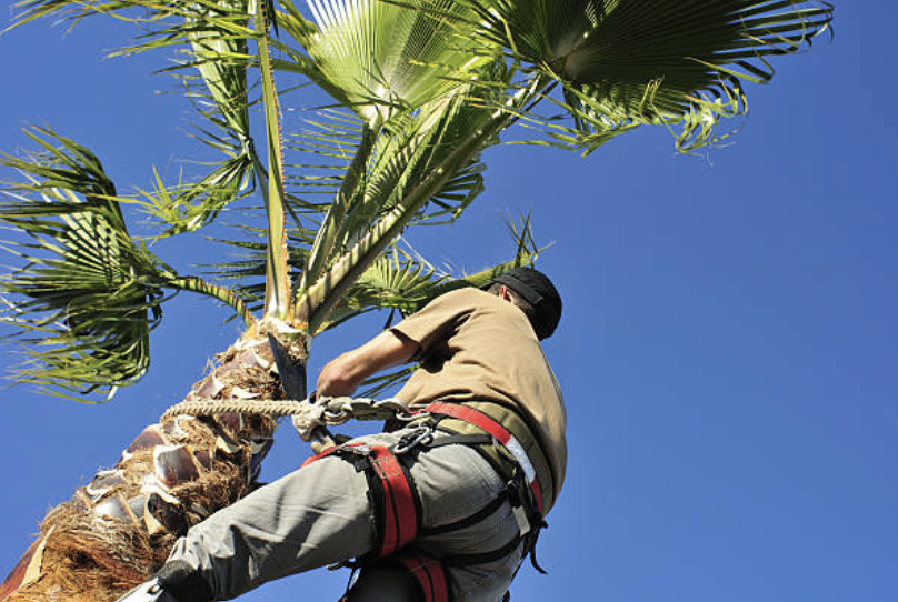 tree pruning in Kahuku